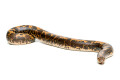 Gongylophis colubrinus loveridgei adult female